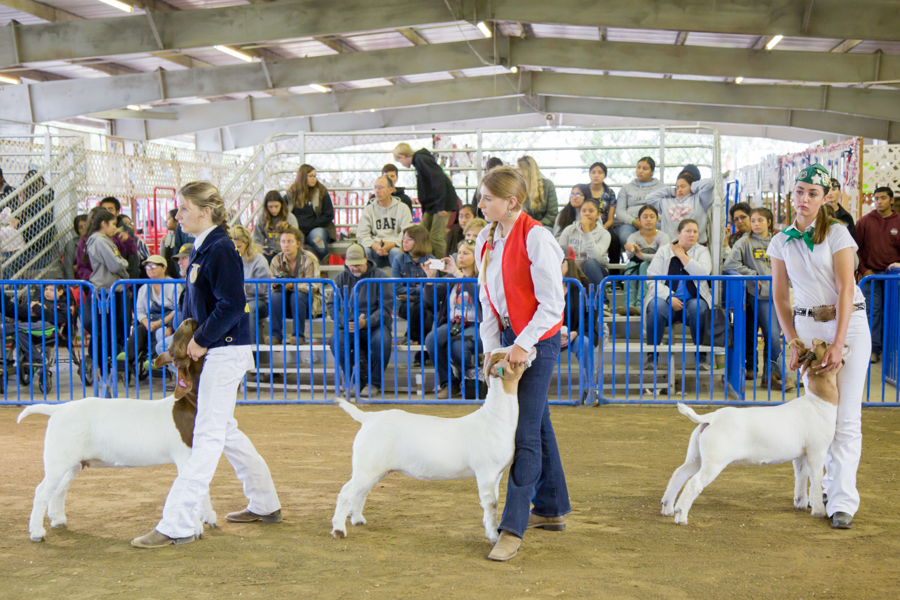 070919 SB Fair Animal Judging 01.jpg